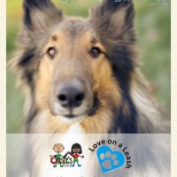 Meet Niko and hear about our new therapy dogs niko